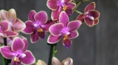 Mit kell tennie, ha a midges az orchideákban kezdtek